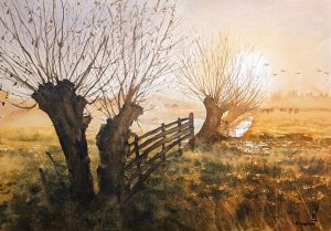 Knotwilgen in de ochtend